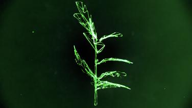 A crude digital drawing of a leafy plant on a dark green background.