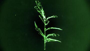A crude digital drawing of a leafy plant on a dark green background.