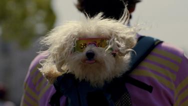 A woman seen from behind with a small white puppy dog wearing sunglasses in her backpack.
